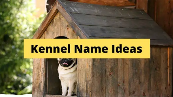 Kennel Name Ideas