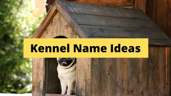 150-kennel-name-ideas